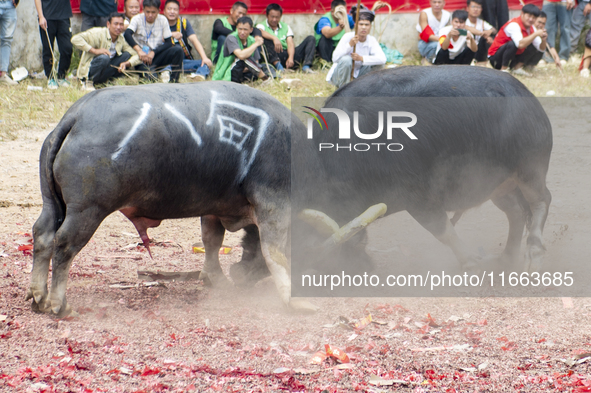 People watch a bullfight at a bullfighting pond in Congjiang County, Guizhou Province, China, on October 13, 2024. 