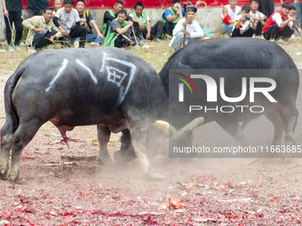 People watch a bullfight at a bullfighting pond in Congjiang County, Guizhou Province, China, on October 13, 2024. (