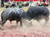 People watch a bullfight at a bullfighting pond in Congjiang County, Guizhou Province, China, on October 13, 2024. (