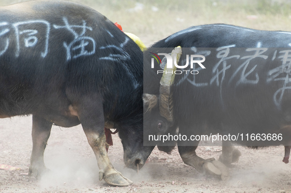 People watch a bullfight at a bullfighting pond in Congjiang County, Guizhou Province, China, on October 13, 2024. 