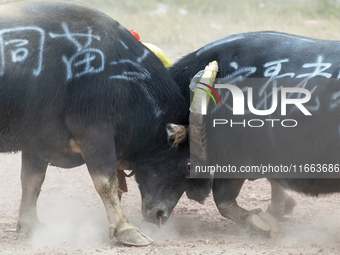 People watch a bullfight at a bullfighting pond in Congjiang County, Guizhou Province, China, on October 13, 2024. (