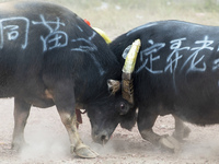 People watch a bullfight at a bullfighting pond in Congjiang County, Guizhou Province, China, on October 13, 2024. (