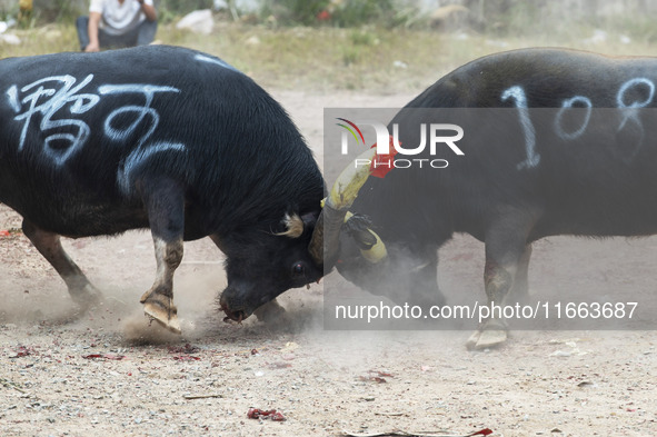 People watch a bullfight at a bullfighting pond in Congjiang County, Guizhou Province, China, on October 13, 2024. 