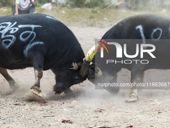 People watch a bullfight at a bullfighting pond in Congjiang County, Guizhou Province, China, on October 13, 2024. (