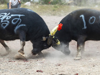 People watch a bullfight at a bullfighting pond in Congjiang County, Guizhou Province, China, on October 13, 2024. (