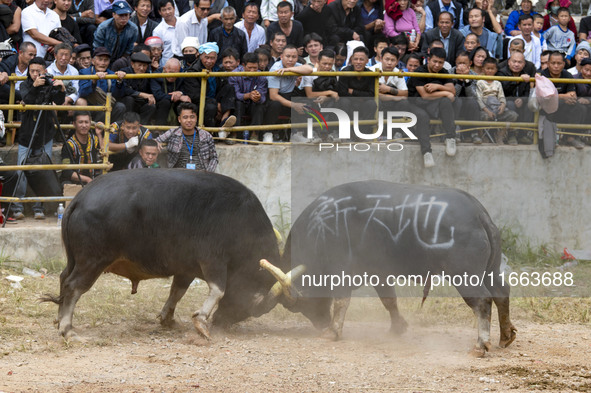 People watch a bullfight at a bullfighting pond in Congjiang County, Guizhou Province, China, on October 13, 2024. 