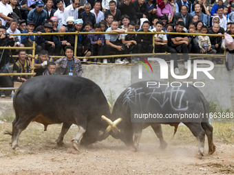 People watch a bullfight at a bullfighting pond in Congjiang County, Guizhou Province, China, on October 13, 2024. (