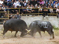 People watch a bullfight at a bullfighting pond in Congjiang County, Guizhou Province, China, on October 13, 2024. (