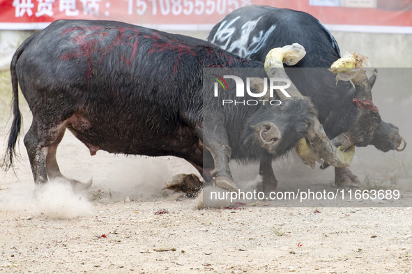 People watch a bullfight at a bullfighting pond in Congjiang County, Guizhou Province, China, on October 13, 2024. 