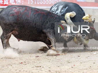 People watch a bullfight at a bullfighting pond in Congjiang County, Guizhou Province, China, on October 13, 2024. (