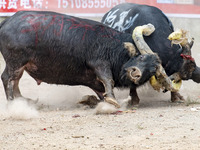 People watch a bullfight at a bullfighting pond in Congjiang County, Guizhou Province, China, on October 13, 2024. (