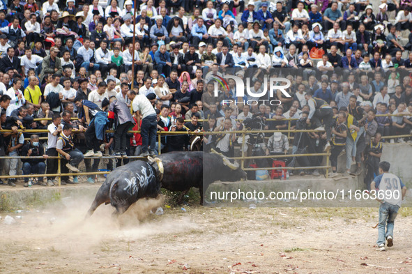 People watch a bullfight at a bullfighting pond in Congjiang County, Guizhou Province, China, on October 13, 2024. 