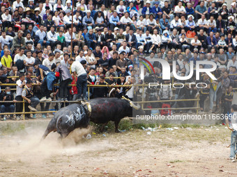 People watch a bullfight at a bullfighting pond in Congjiang County, Guizhou Province, China, on October 13, 2024. (