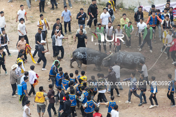 People watch a bullfight at a bullfighting pond in Congjiang County, Guizhou Province, China, on October 13, 2024. 