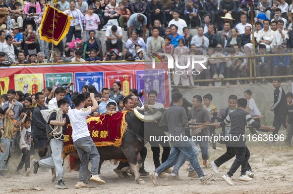 People watch a bullfight at a bullfighting pond in Congjiang County, Guizhou Province, China, on October 13, 2024. 