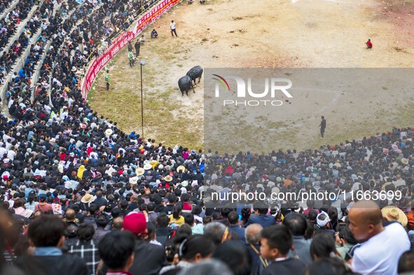 People watch a bullfight at a bullfighting pond in Congjiang County, Guizhou Province, China, on October 13, 2024. 