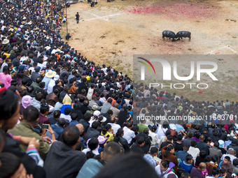 People watch a bullfight at a bullfighting pond in Congjiang County, Guizhou Province, China, on October 13, 2024. (