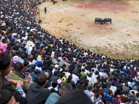 People watch a bullfight at a bullfighting pond in Congjiang County, Guizhou Province, China, on October 13, 2024. (