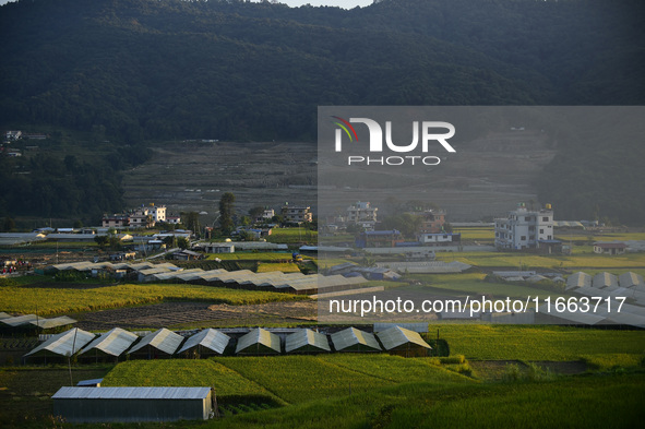 A landscape view of a blooming rice field in Sankhu, on the outskirts of Kathmandu, on October 13, 2024. 