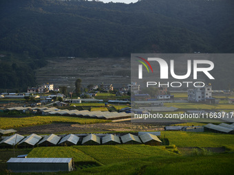 A landscape view of a blooming rice field in Sankhu, on the outskirts of Kathmandu, on October 13, 2024. (