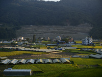 A landscape view of a blooming rice field in Sankhu, on the outskirts of Kathmandu, on October 13, 2024. (