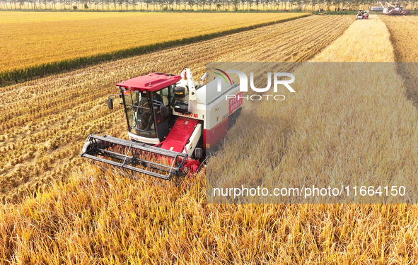 Farmers drive machines to harvest rice in Suqian, Jiangsu province, China, on October 14, 2024. 