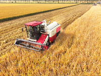 Farmers drive machines to harvest rice in Suqian, Jiangsu province, China, on October 14, 2024. (