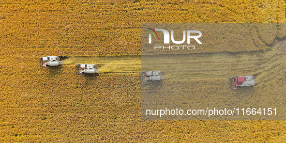 Farmers drive machines to harvest rice in Suqian, Jiangsu province, China, on October 14, 2024. 