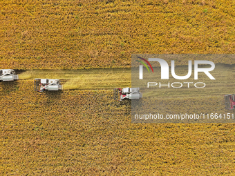 Farmers drive machines to harvest rice in Suqian, Jiangsu province, China, on October 14, 2024. (