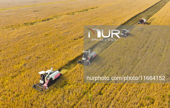 Farmers drive machines to harvest rice in Suqian, Jiangsu province, China, on October 14, 2024. 