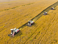 Farmers drive machines to harvest rice in Suqian, Jiangsu province, China, on October 14, 2024. (