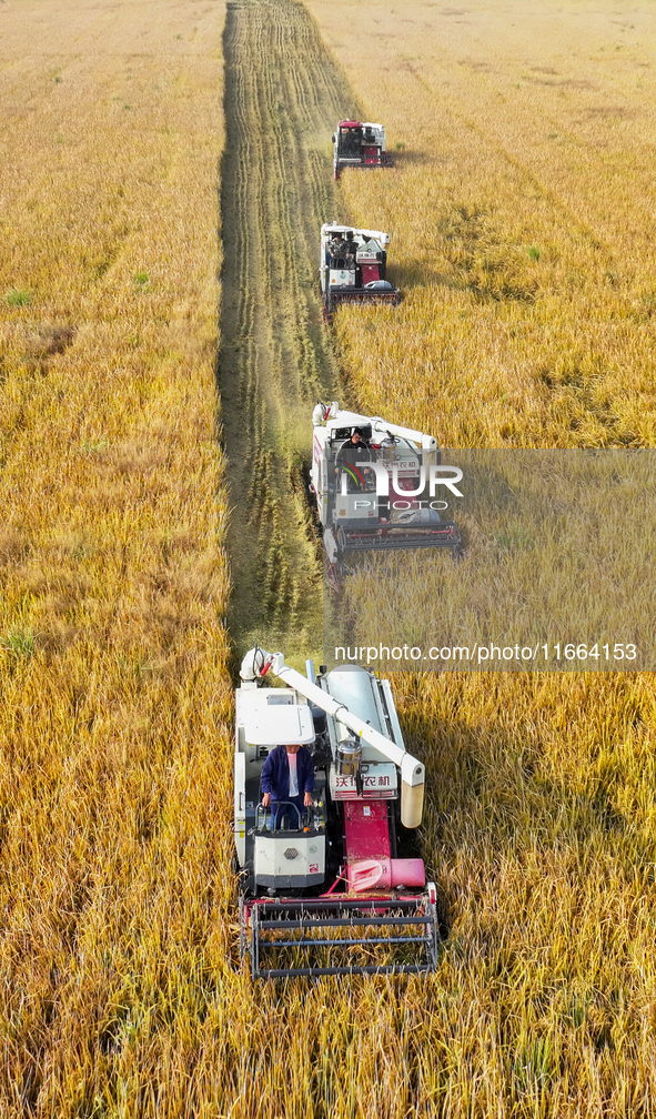 Farmers drive machines to harvest rice in Suqian, Jiangsu province, China, on October 14, 2024. 