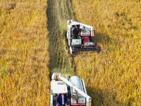 Farmers drive machines to harvest rice in Suqian, Jiangsu province, China, on October 14, 2024. (