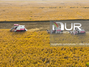 Farmers drive machines to harvest rice in Suqian, Jiangsu province, China, on October 14, 2024. (