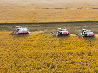 Farmers drive machines to harvest rice in Suqian, Jiangsu province, China, on October 14, 2024. (