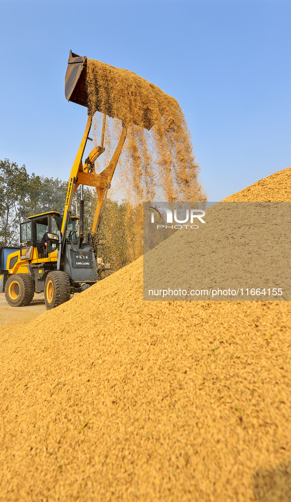 Farmers drive machines to harvest rice in Suqian, Jiangsu province, China, on October 14, 2024. 