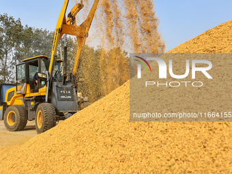 Farmers drive machines to harvest rice in Suqian, Jiangsu province, China, on October 14, 2024. (