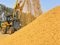 Farmers drive machines to harvest rice in Suqian, Jiangsu province, China, on October 14, 2024. (