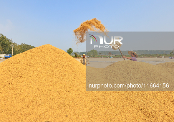 Farmers drive machines to harvest rice in Suqian, Jiangsu province, China, on October 14, 2024. 