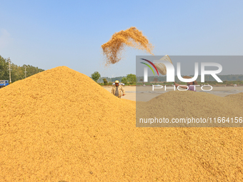 Farmers drive machines to harvest rice in Suqian, Jiangsu province, China, on October 14, 2024. (