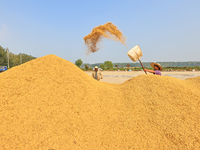 Farmers drive machines to harvest rice in Suqian, Jiangsu province, China, on October 14, 2024. (