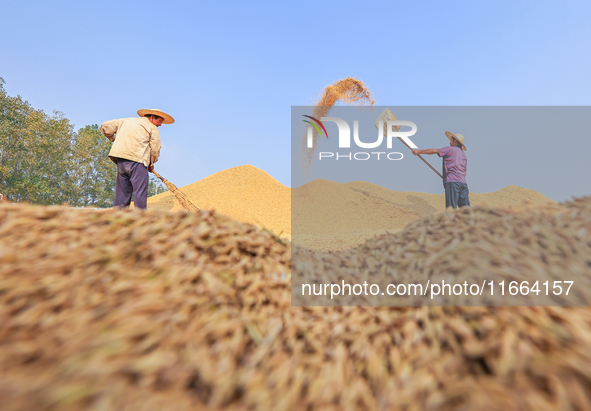 Farmers drive machines to harvest rice in Suqian, Jiangsu province, China, on October 14, 2024. 