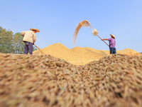 Farmers drive machines to harvest rice in Suqian, Jiangsu province, China, on October 14, 2024. (