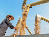 Farmers drive machines to harvest rice in Suqian, Jiangsu province, China, on October 14, 2024. (