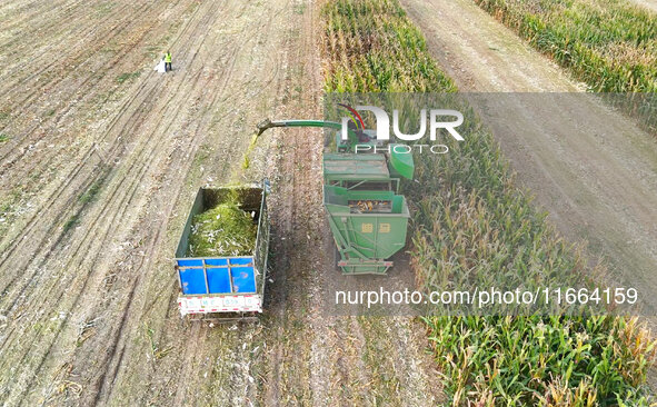 A farmer drives a machine to harvest corn in Binzhou, China, on October 14, 2024. 