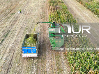 A farmer drives a machine to harvest corn in Binzhou, China, on October 14, 2024. (