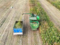 A farmer drives a machine to harvest corn in Binzhou, China, on October 14, 2024. (