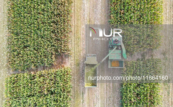 A farmer drives a machine to harvest corn in Binzhou, China, on October 14, 2024. 