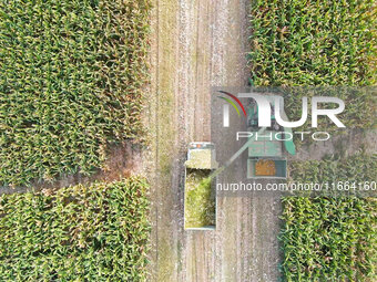 A farmer drives a machine to harvest corn in Binzhou, China, on October 14, 2024. (