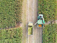 A farmer drives a machine to harvest corn in Binzhou, China, on October 14, 2024. (